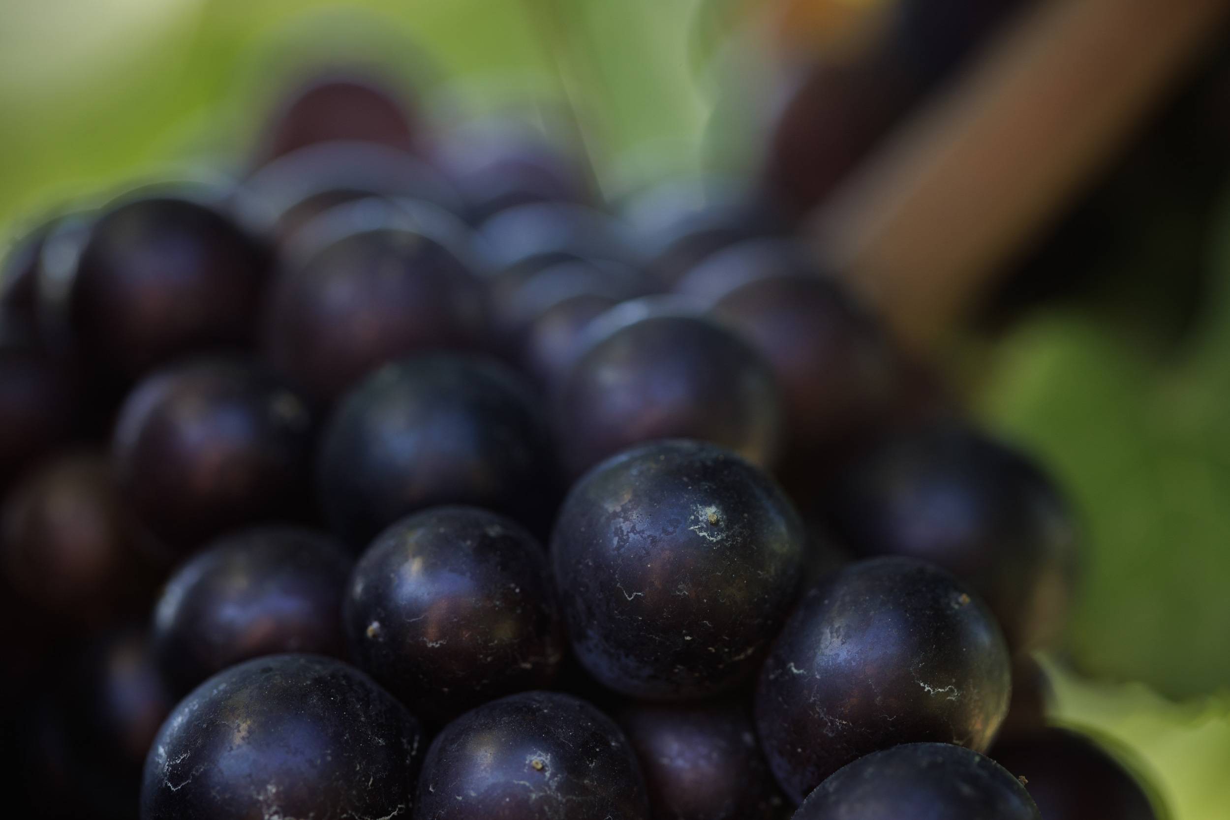 Bourgeon sur un brin de vigne