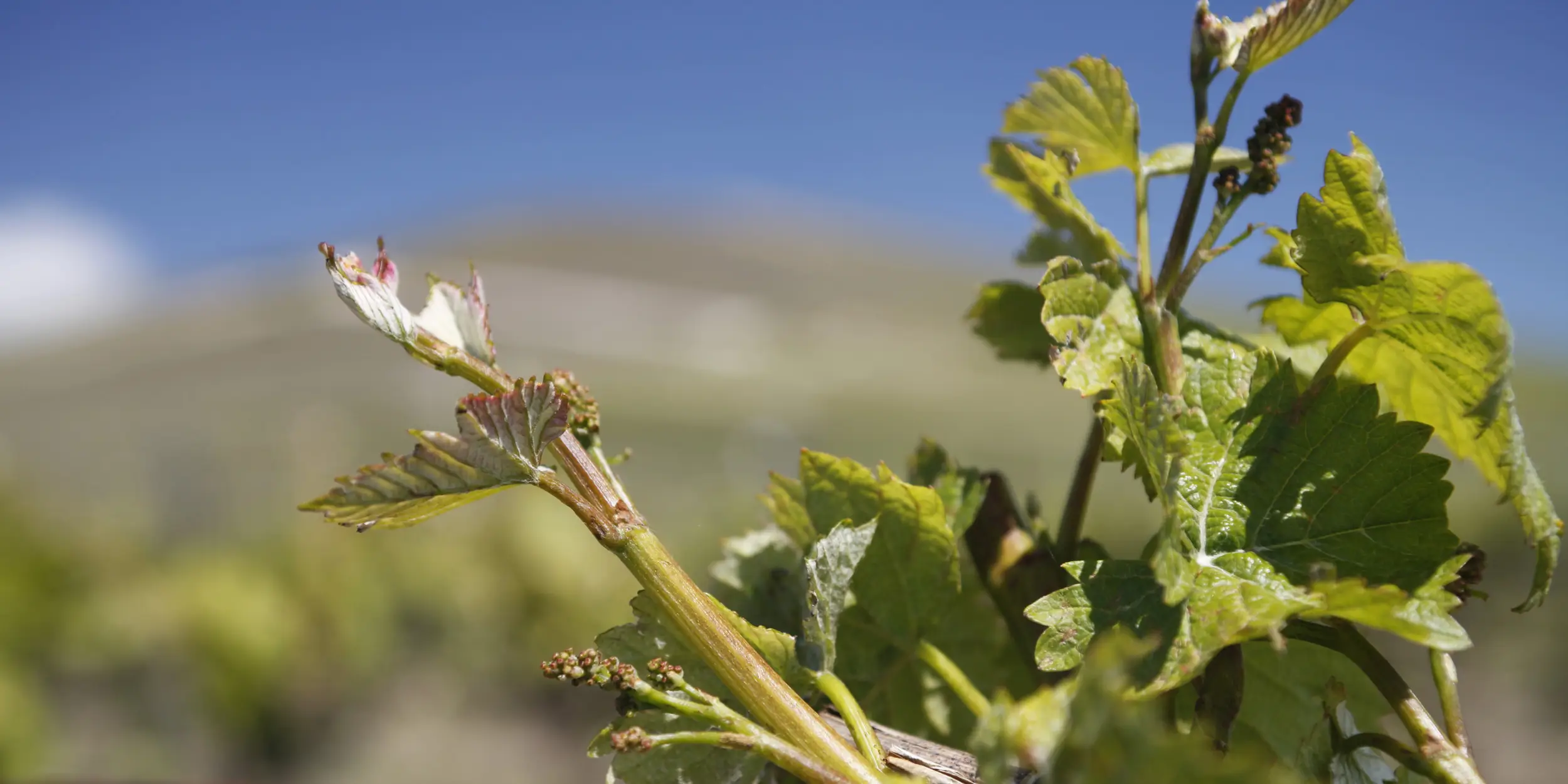 Zoom sur la formation des fleurs de raisins au bout du brain de vigne
