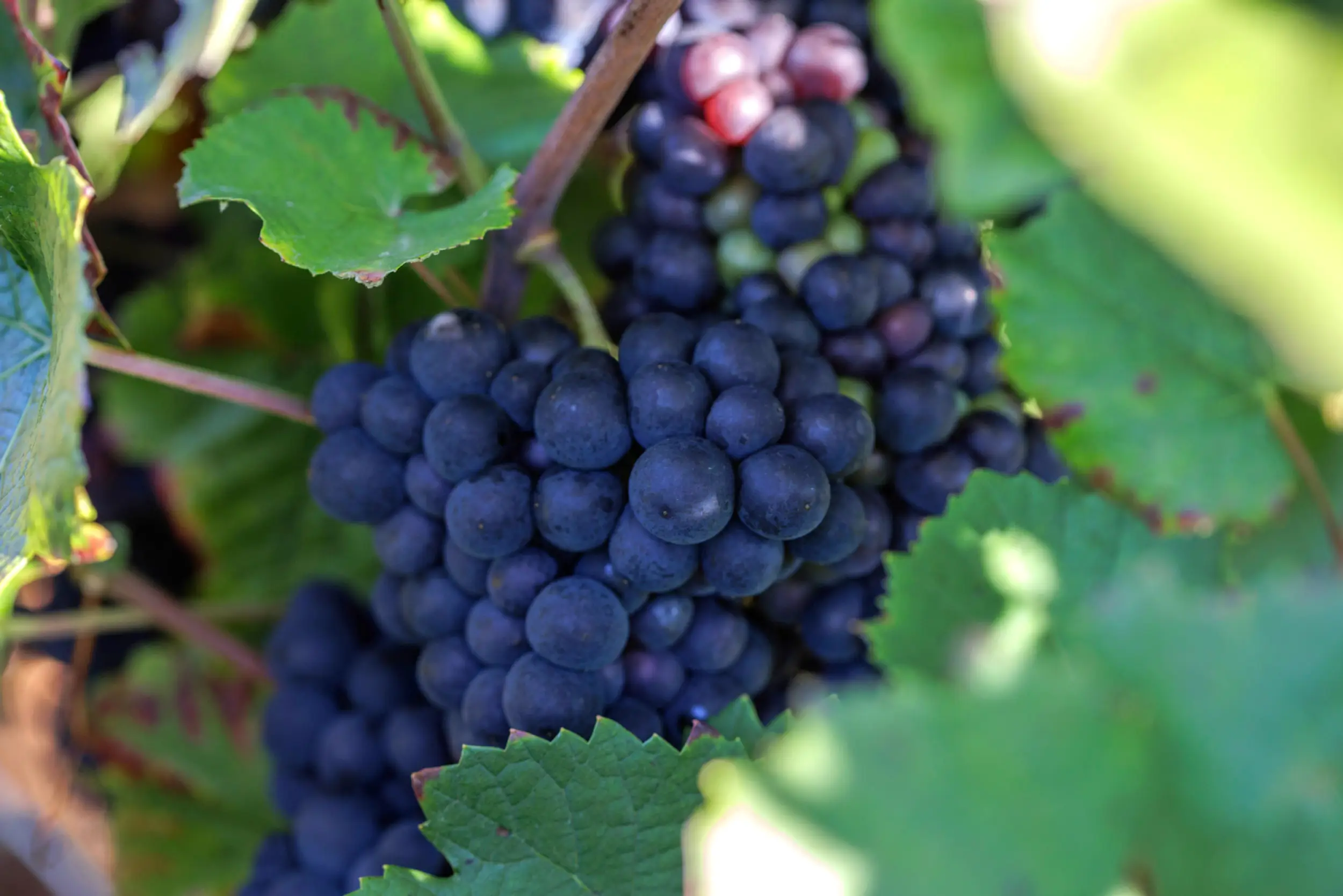 Grappe de raisin mûr accrochée à une vigne, prête à être récoltée