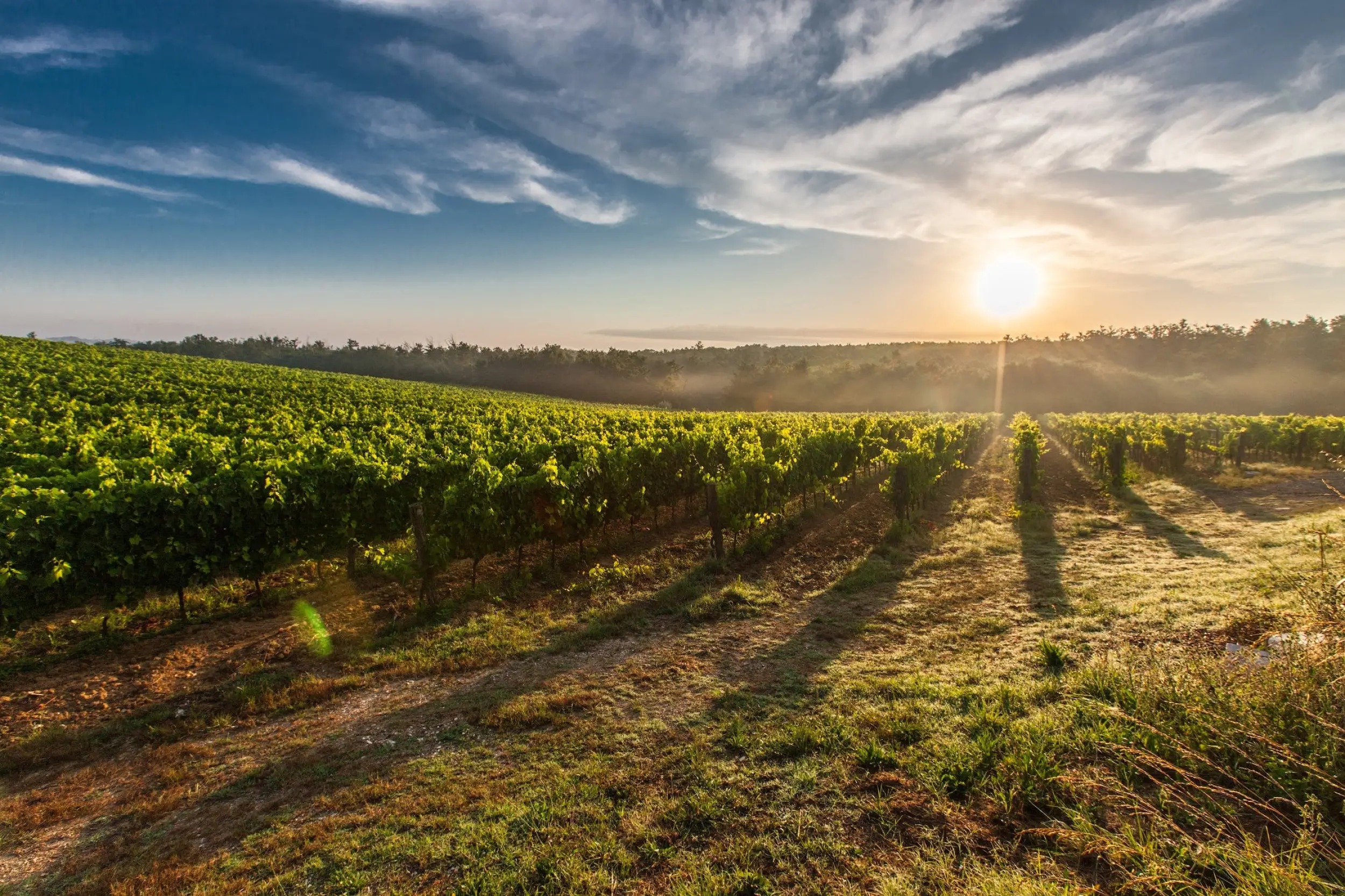 Un champ de vignes avec des rangs de raisins du Champagne Guillette Brest